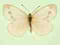 Pieris napi female (aberrant form fuscosignata 2) (Internet Image property of respective owner, non-commercial use only)